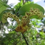 Monodora carolinae Flower