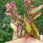 Chenopodium rubrum Muu