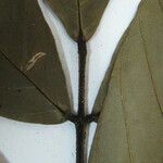 Swartzia grandifolia Otro