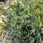 Salvia cuspidata Хабит