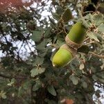 Quercus rotundifolia Fruit