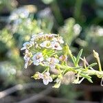 Lobularia maritimaFlower