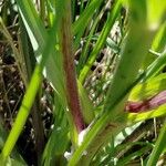 Tragopogon angustifolius 樹皮