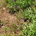 Penstemon procerus Yeri