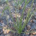 Drosophyllum lusitanicum Autre