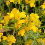 Genista lydia Lorea