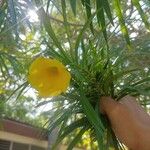 Thevetia neriifolia Flor
