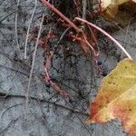 Parthenocissus tricuspidata Fruit