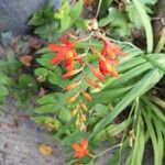 Crocosmia × crocosmiifloraÇiçek