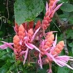 Aphelandra sinclairiana Blüte