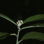 Cordia fanchoniae Flower