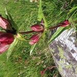 Gentiana purpureaFlower