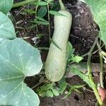 Cucurbita moschata 果実