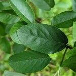 Amelanchier alnifolia পাতা