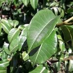 Cryptostegia madagascariensis Leaf