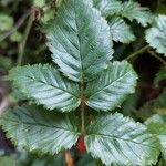 Rubus ulmifolius Листок