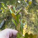 Chamaedaphne calyculata Leaf