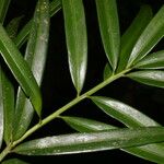 Podocarpus guatemalensis Leaf