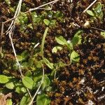 Myosotis ramosissima Habit