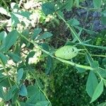 Baptisia sphaerocarpa Gyümölcs