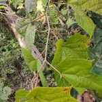 Alangium platanifolium Hoja
