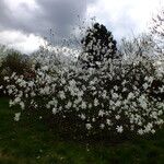 Magnolia stellata 整株植物