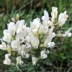 Oxytropis campestris Flor