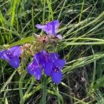 Tradescantia occidentalis Flor