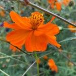 Cosmos sulphureus Blüte