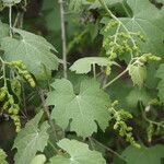 Vitis girdiana Habitat