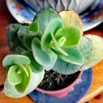 Kalanchoe marnieriana Листок