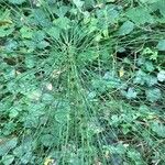 Equisetum telmateia Hoja