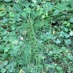 Equisetum telmateia 葉