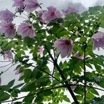 Dahlia imperialis Квітка