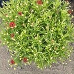 Helenium autumnale Yeri