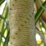 Pandanus tectorius Bark