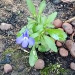 Lobelia erinus Habit