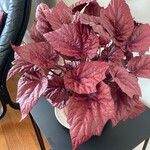 Begonia rex Leaf