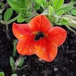 Calibrachoa parviflora Flower