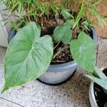 Alocasia macrorrhizos葉