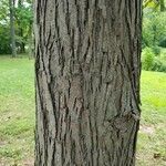 Carya tomentosa Bark