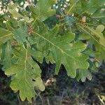 Quercus pubescens पत्ता