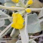 Phlomis olivieri Квітка