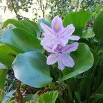 Pontederia crassipes Цвят