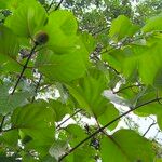 Nauclea latifolia Folio