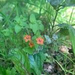 Lysimachia arvensisFlor