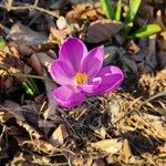 Crocus neapolitanus Flor