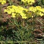 Erysimum montosicola Vivejo