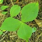 Trillium ovatum पत्ता