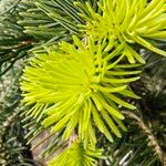 Abies cephalonica Blatt